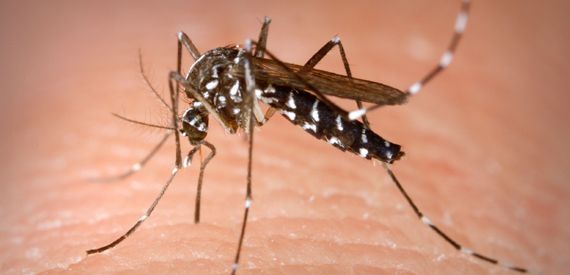 Image result for mosquito control