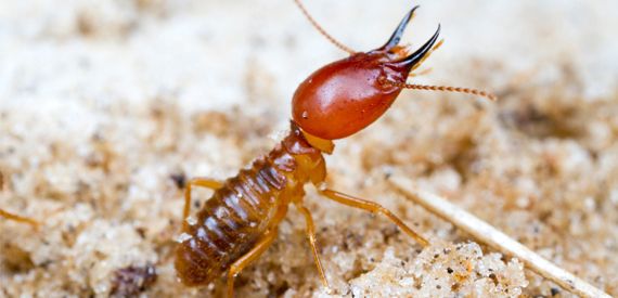 Solutions for controlling termite pests