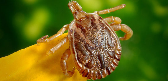 PCI | Fleating Services for ticks and fleas control