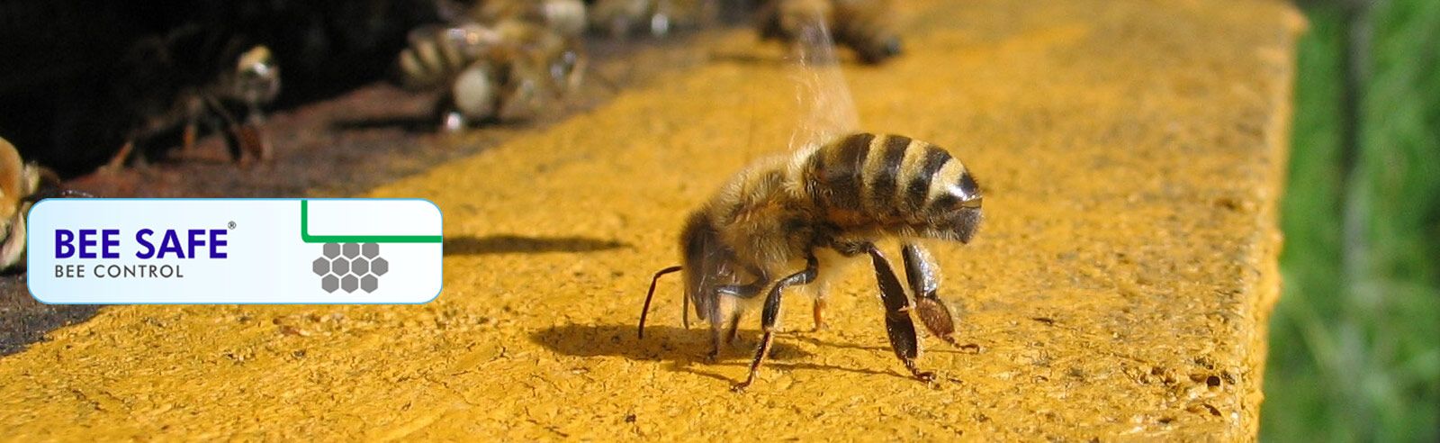 Bee treatment to control Bees