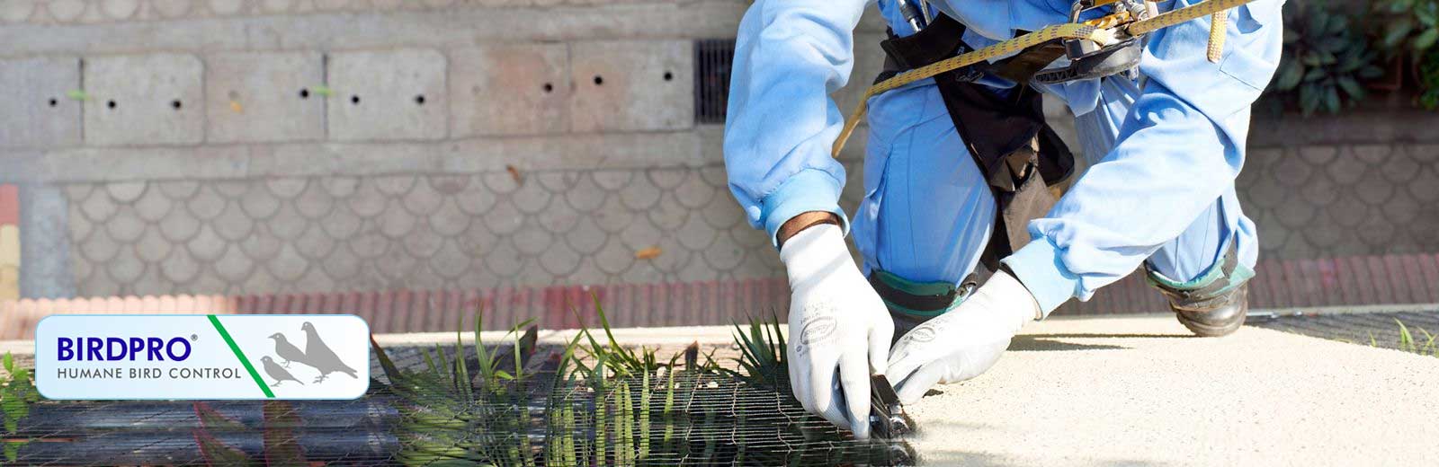 Bird Pro | Humane Bird Control
