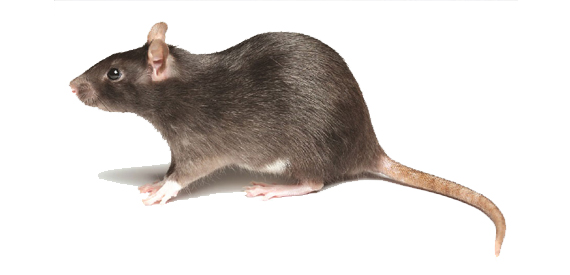 a rat in white background