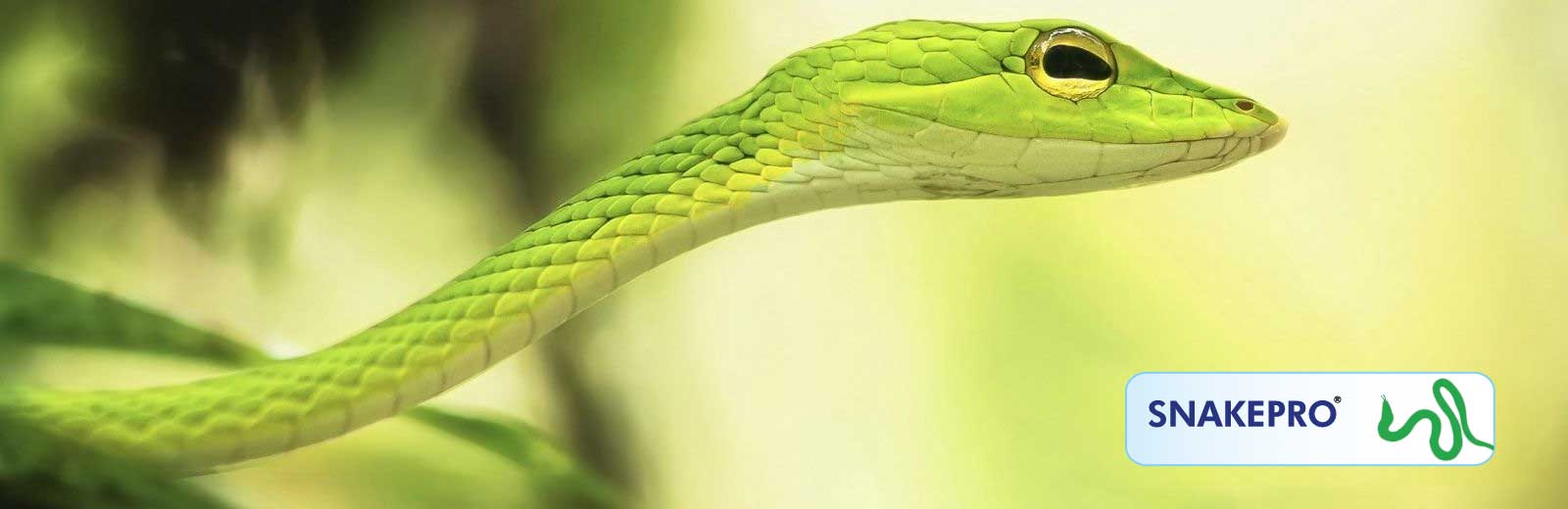 Snakepro | Snake Management