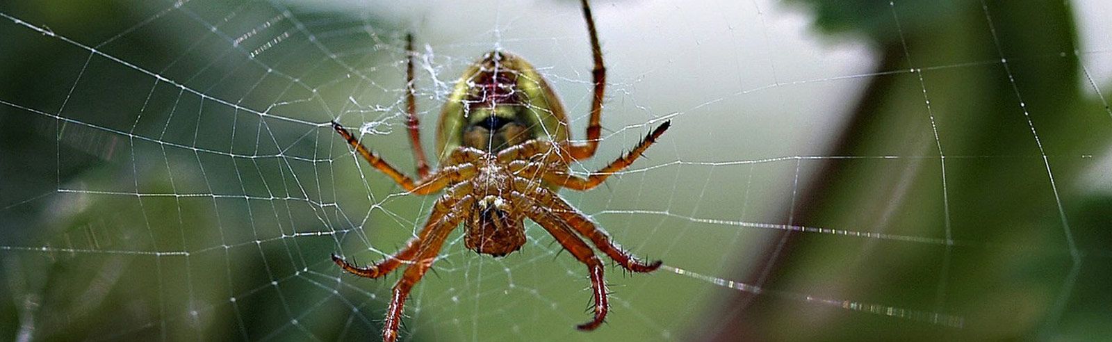 Integrated Spider Management