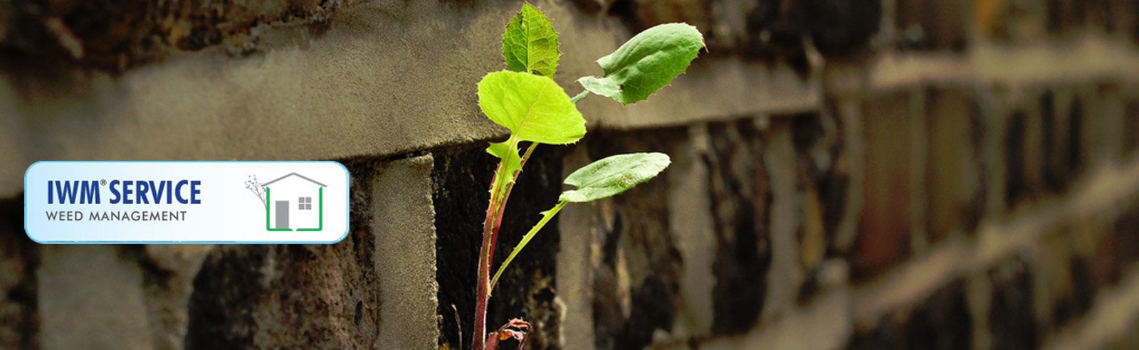 Weed Management to control weeds