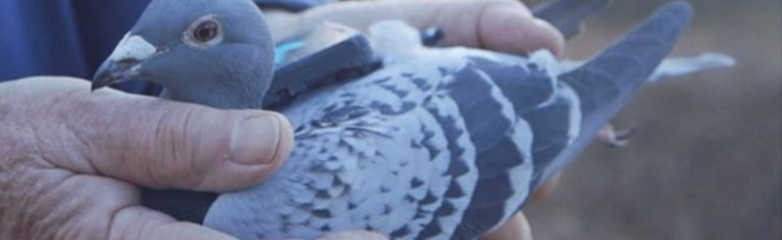 Backpack Pigeons Monitor London Air Quality