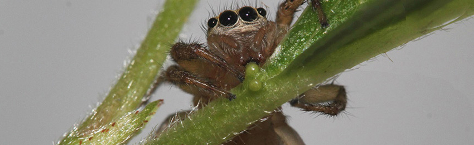 Spider Diet Goes Way Beyond Insects