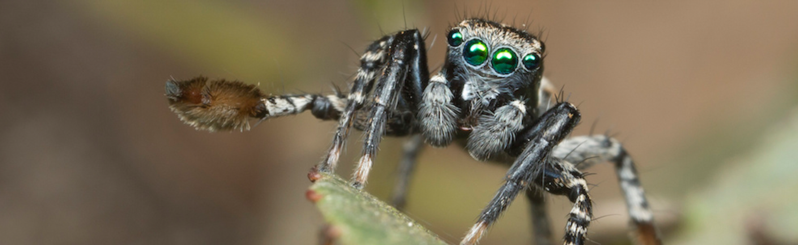 Spider Shows Off His Big Paddle to Woo Mates