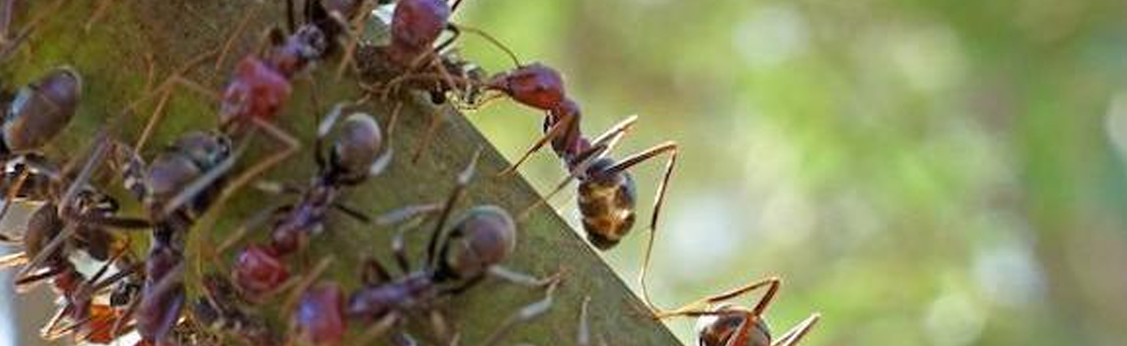 Ant antennae two-way communication system