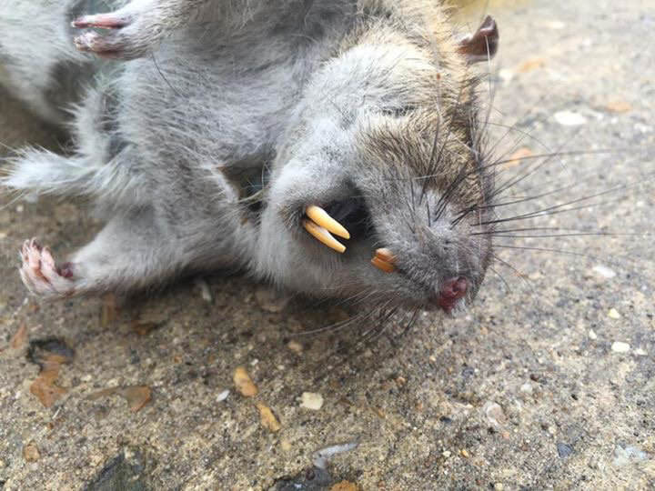 Nope: Another Giant Super-Rat Found In UK | Pest Control India Nope: Another Giant Super-Rat Found In UK | Pest Control India