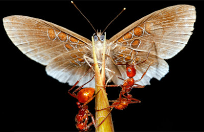 A Strange Butterfly-Ant Relationship Discovered in Peru