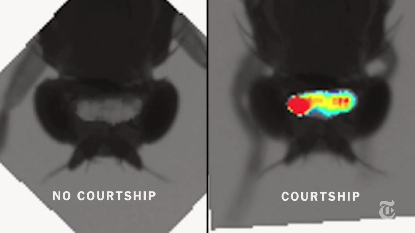 Creating a Window into a Fly’s Brain