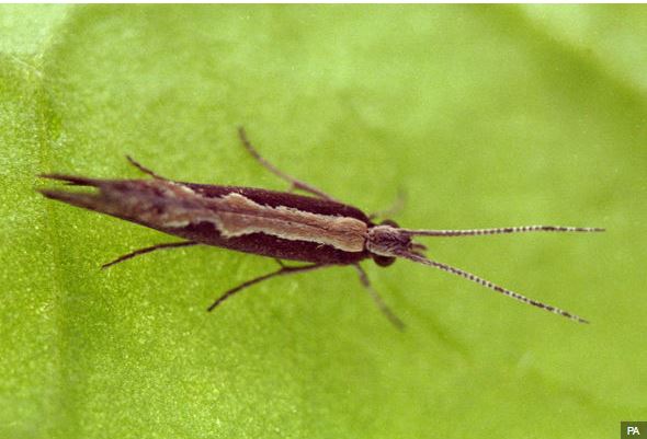 The diamondback moth is considered to be a super-pest