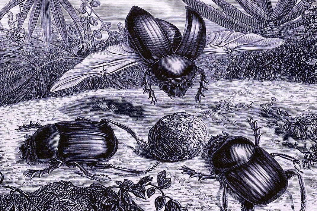 The Amazingly Complex World of Insect Navigation