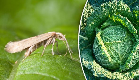 Super-moth INVASION: Mutant insects to attack crops as numbers EXPLODE
