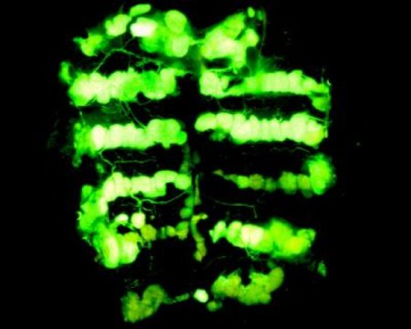 Genetic roots of insect’s waterproof coating could lead to innovative pest control