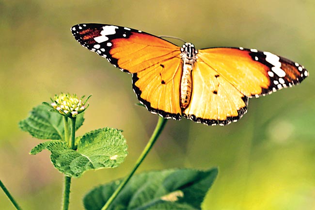 BNHS workshop on insects in Raj Bhavan park