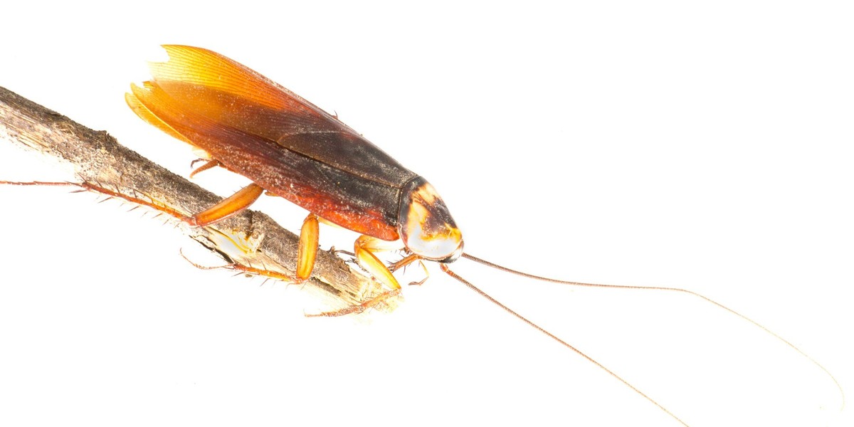 Heat Waves Inspire Cockroaches to Fly