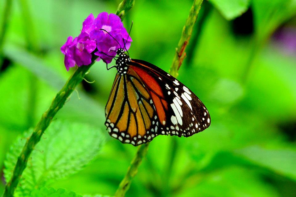 First butterfly survey at Silent Valley National Park