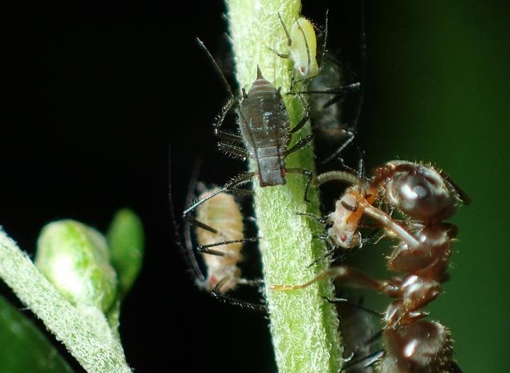 Picky ants maintain color polymorphism of bugs they work with