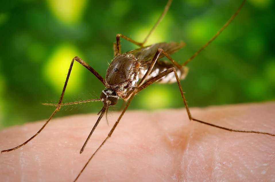 A protein in mosquito spit can keep Dengue virus in check