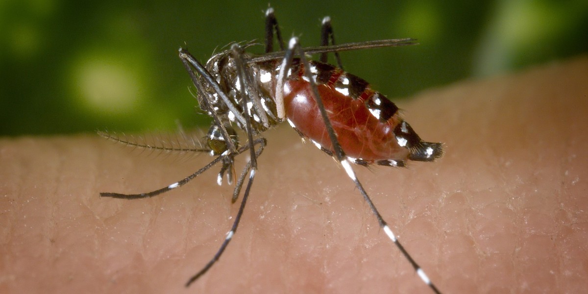 Florida’s Fight Over GM Mosquitoes Going to a Vote