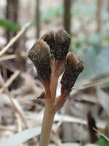 New parasitic plant doesn’t use photosynthesis; its flowers never bloom