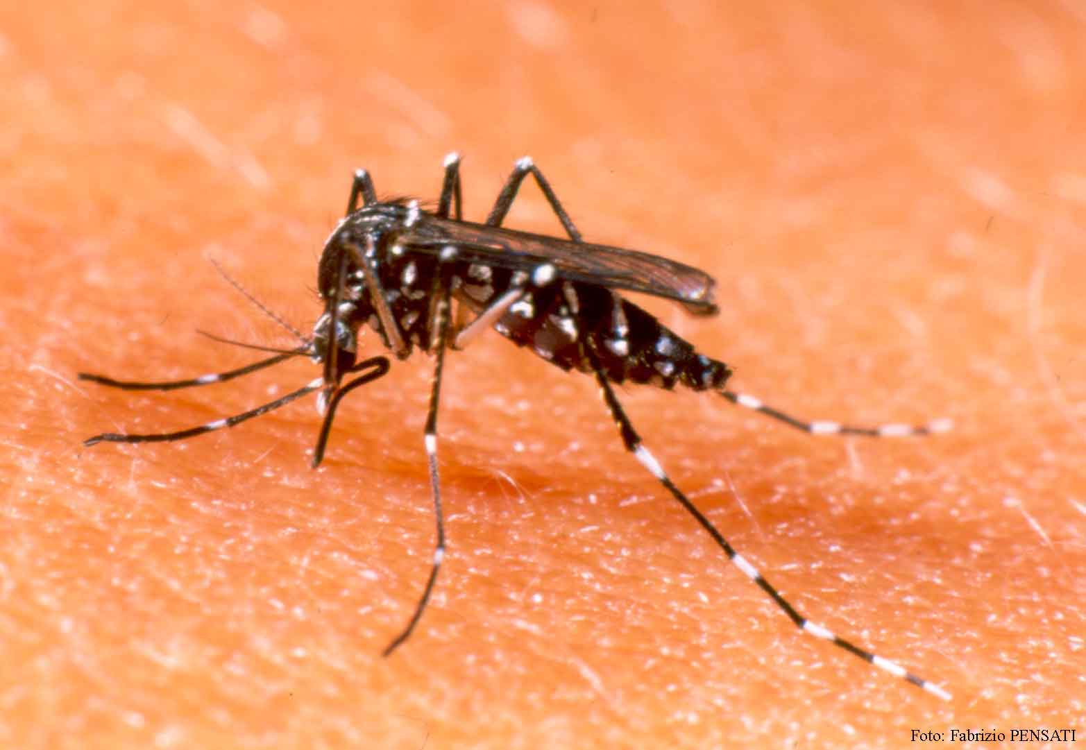 Cities account for 60% of state’s dengue casualties this year