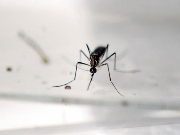 Dengue cases grew by 63% in Maharashtra this year