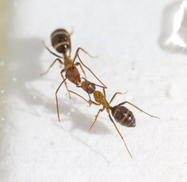 Ants communicate by mouth-to-mouth fluid exchange