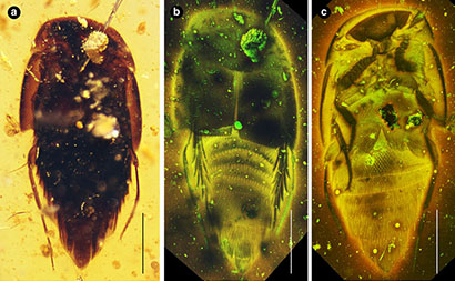 Beetle Fossil Nearly Doubles the Age of Known Parasites of Social Insects