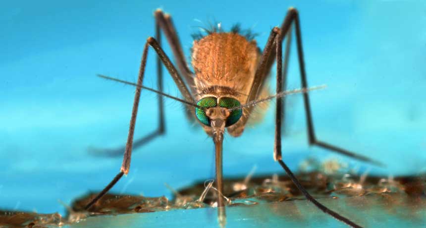 What a mosquito’s immune system can tell us about fighting malaria