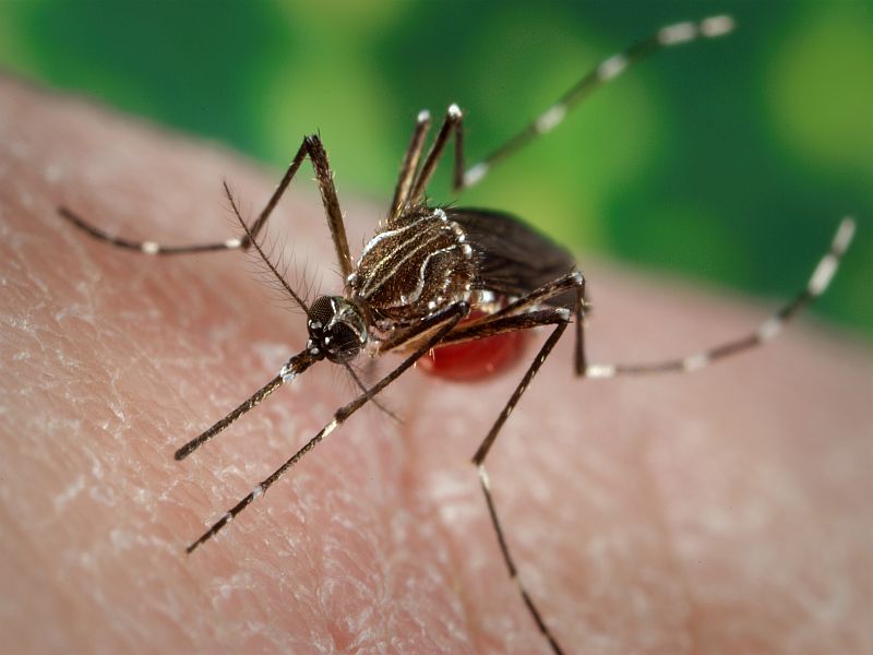 Scientists create mosquitoes resistant to dengue virus