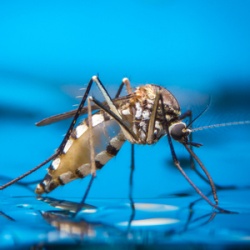 Behavioral Resistance: Mosquitoes Learn to Avoid Bed Nets