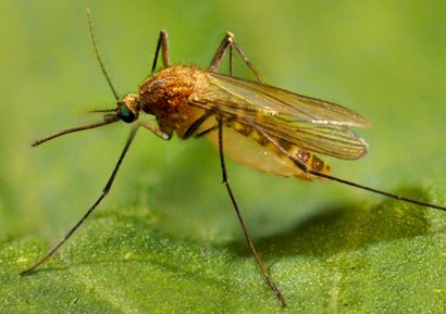 Setting a Baseline: A Clearer View of Mosquito Resistance to Insecticides