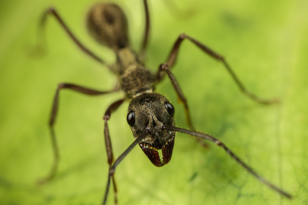 Indian scientists have discovered an ant species that kidnaps others, behavior seen for the first time in the tropics