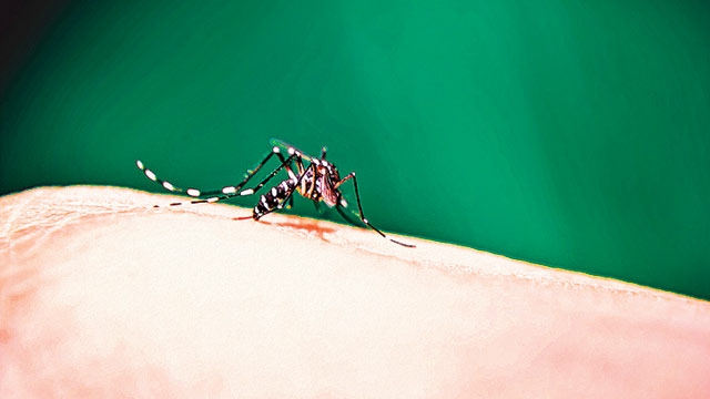 India unprepared for dengue, Chikungunya finds analysis.