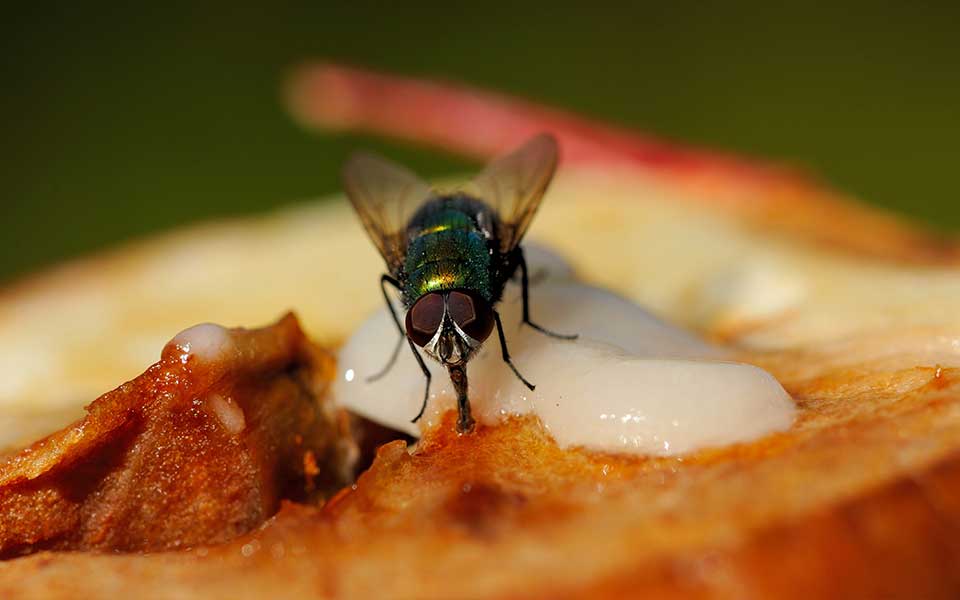 Fly landing on food have health risks, according to experts