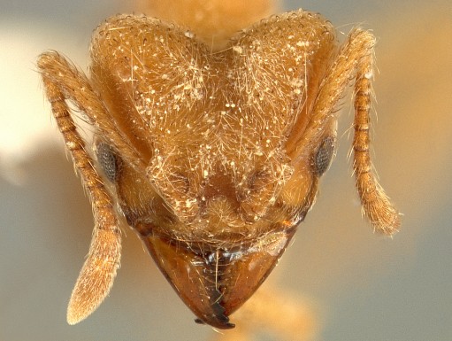 Radiohead has newly discovered ants species named after it