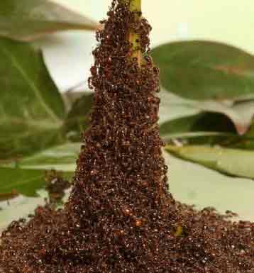 See Fire Ants Create Towers From Their Own Bodies