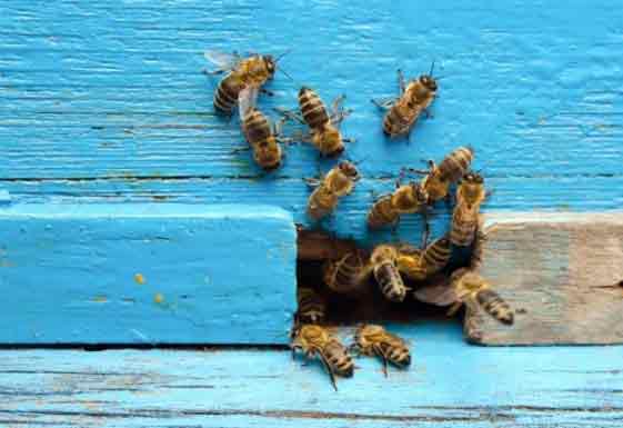 Bee Aware: Humane Bee Removal Helps Us All